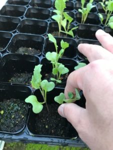 野菜づくり